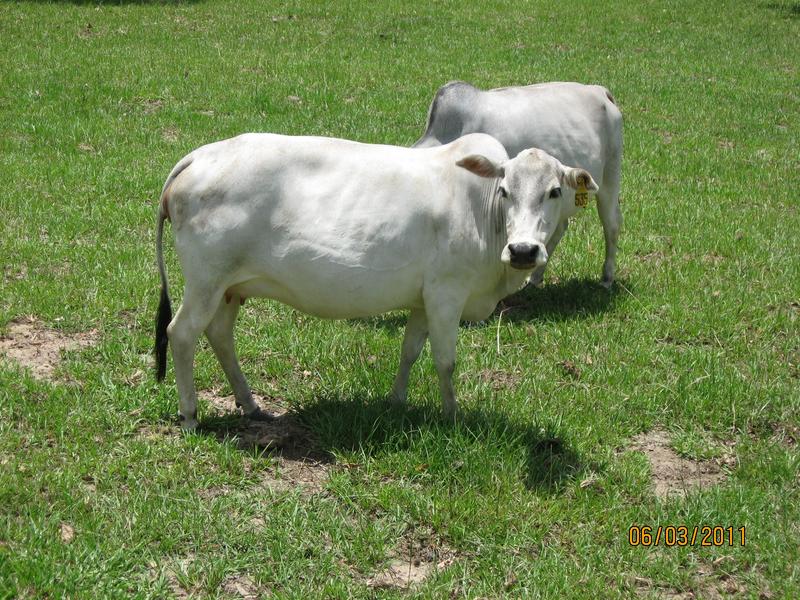 Miniature Zebu Cows at Bogle Farms, Sorrento, FL