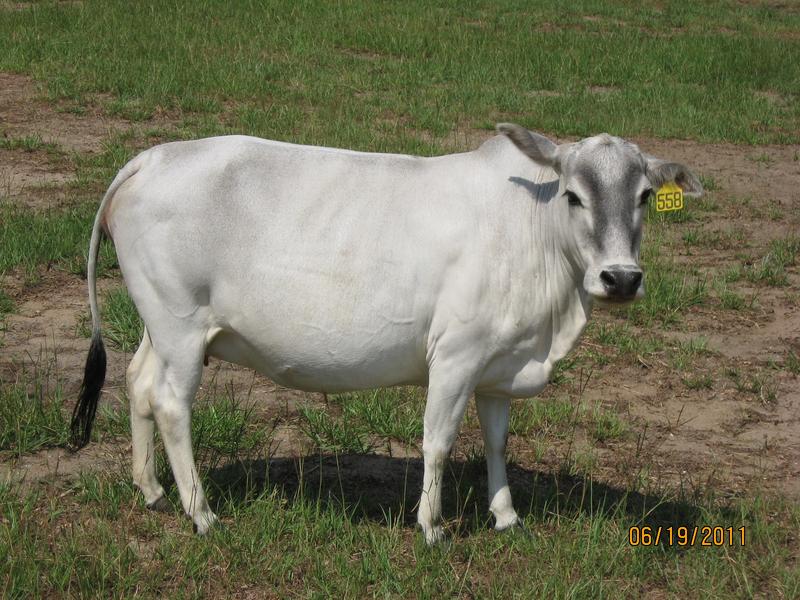 Miniature Zebu Cows at Bogle Farms, Sorrento, FL