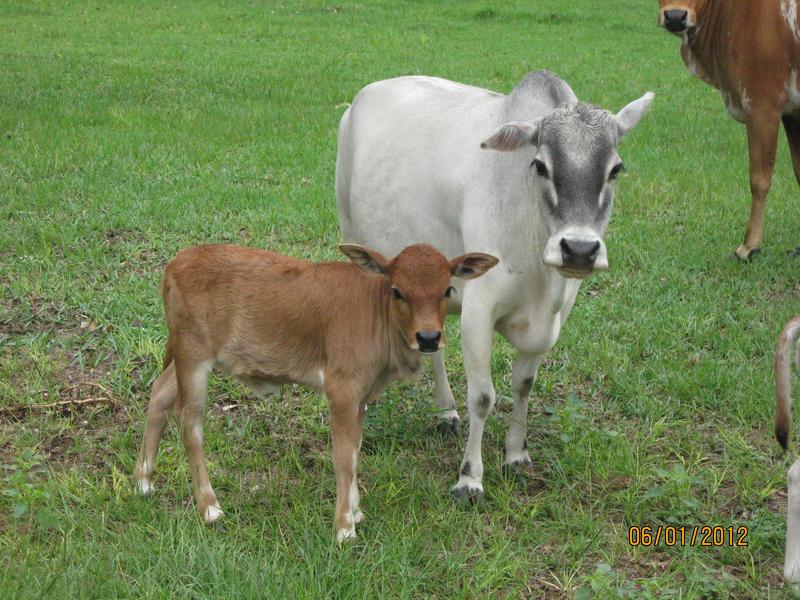 Miniature Zebu Cows at Bogle Farms, Sorrento, FL