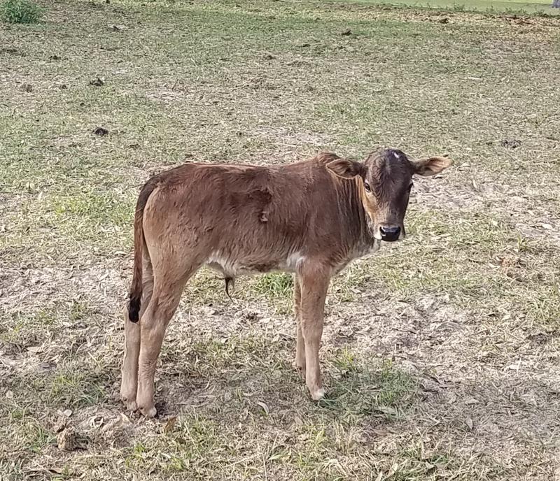 Miniature Zebu and Miniature Texas Longhorn Cattle For Sale in Florida