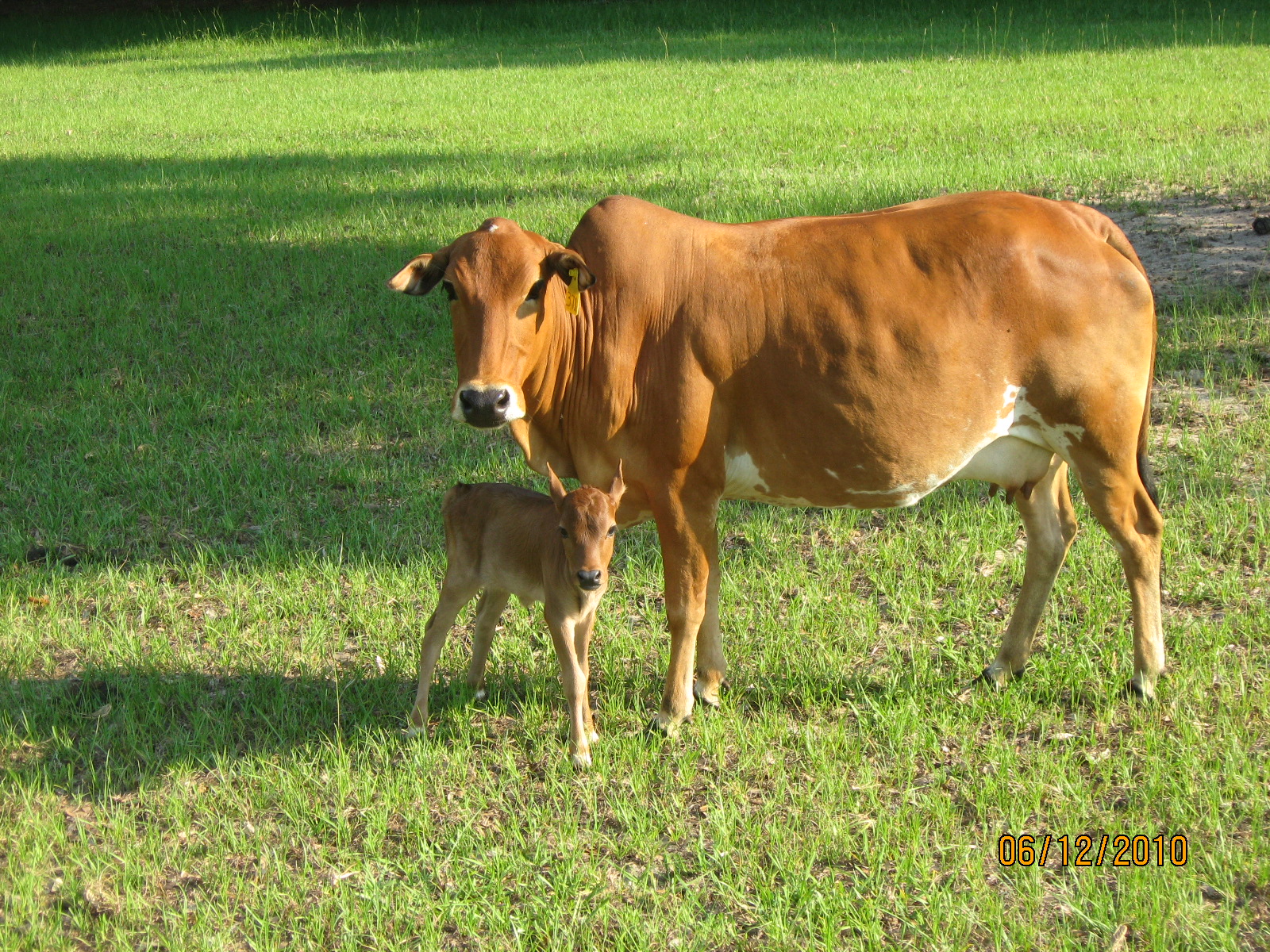 Miniature Zebu Cows at Bogle Farms, Sorrento, FL