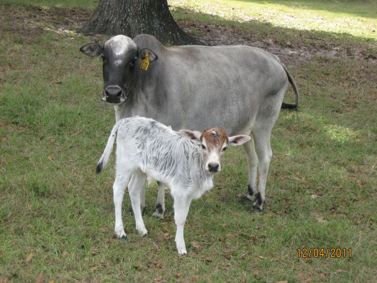 Miniature Zebu Cows at Bogle Farms, Sorrento, FL