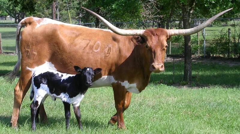 Bulls · Cows · Calves. Miniature Texas Longhorn. Miniature Zebu