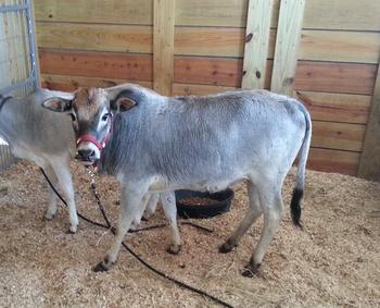 Miniature Zebu and Miniature Texas Longhorn Cattle For ...