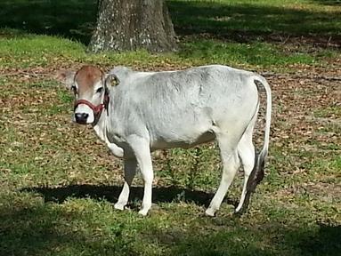 miniature zebu cattle longhorn delivery reasonable arranged cost area very texas
