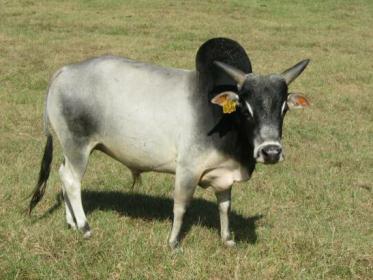 Miniature Zebu Bulls at Bogle Farms, Sorrento, FL